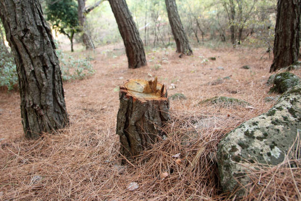 How Our Tree Care Process Works  in  Pinewood Estates, TX