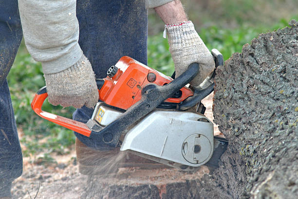 Best Palm Tree Trimming  in Pinewood Estates, TX